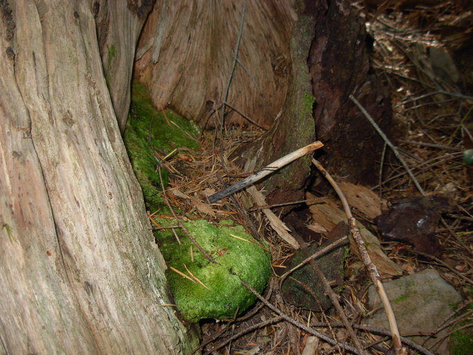 Bridgeoporus nobilissimus Bridgeoporus nobilissimus