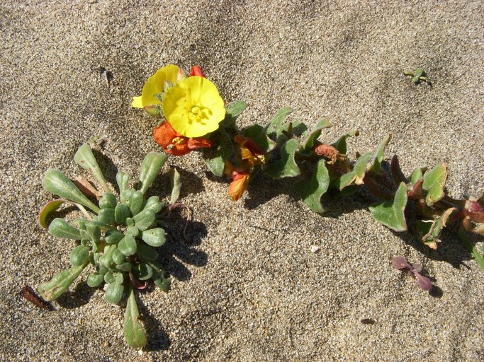 Camissoniopsis cheiranthifolia ssp. cheiranthifolia Camissoniopsis cheiranthifolia ssp. cheiranthifolia