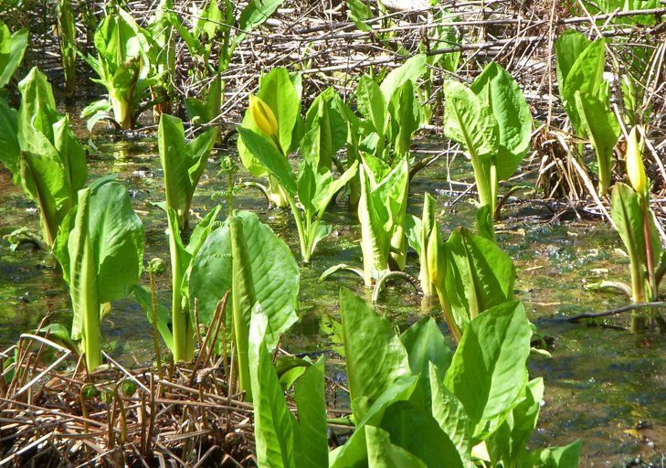 Lysichiton americanus Lysichiton americanus