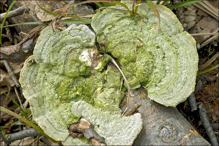 Trametes hirsuta