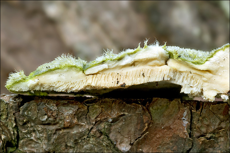 Trametes hirsuta