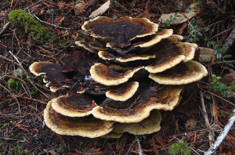 Phaeolus schweinitzii Phaeolus schweinitzii