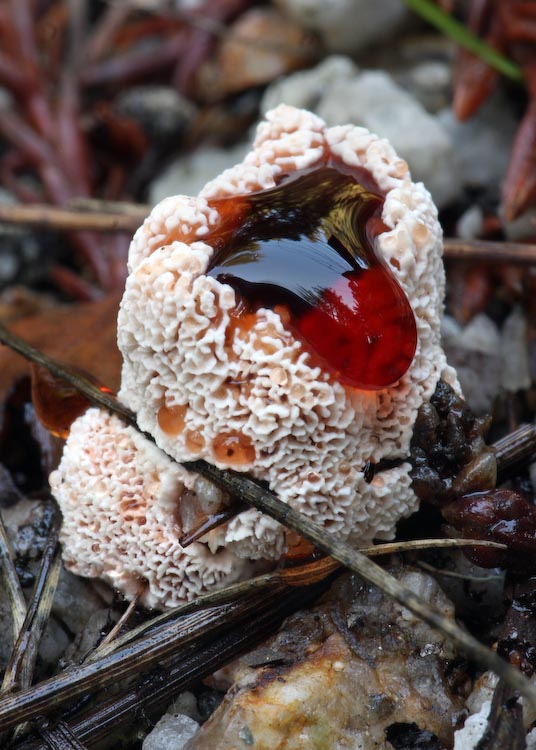 Abortiporus biennis Abortiporus biennis