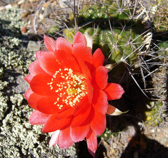 Lobivia hertrichiana