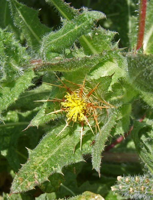 Centaurea benedicta Centaurea benedicta