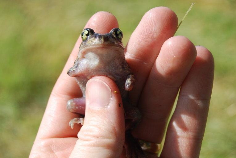 Scaphiopus holbrookii