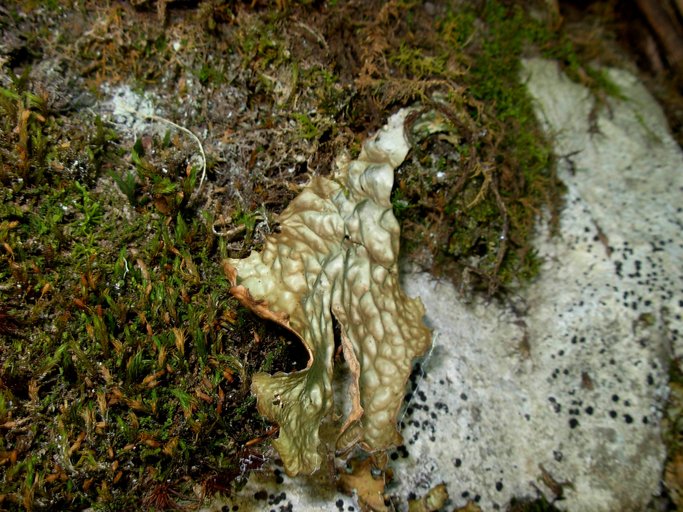 Lobaria linita