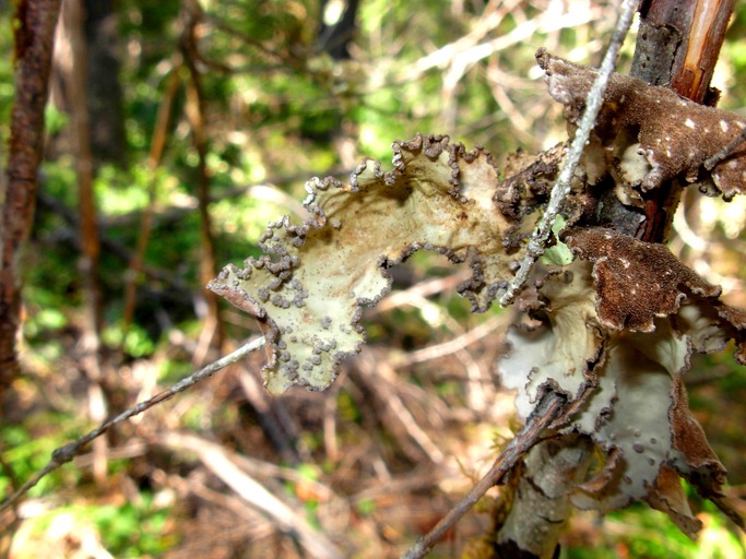 Lobaria scrobiculata Lobaria scrobiculata