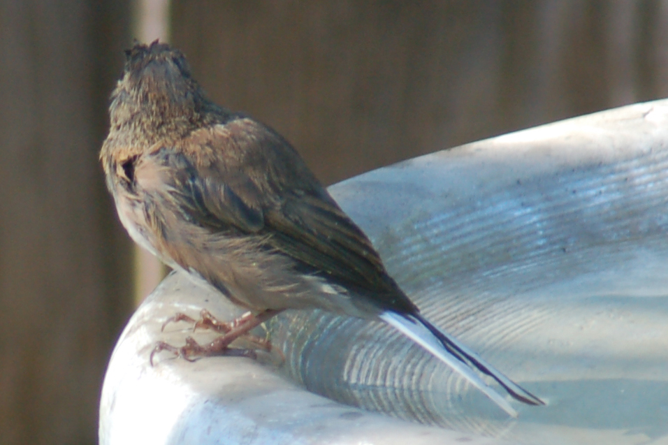 Junco hyemalis Junco hyemalis