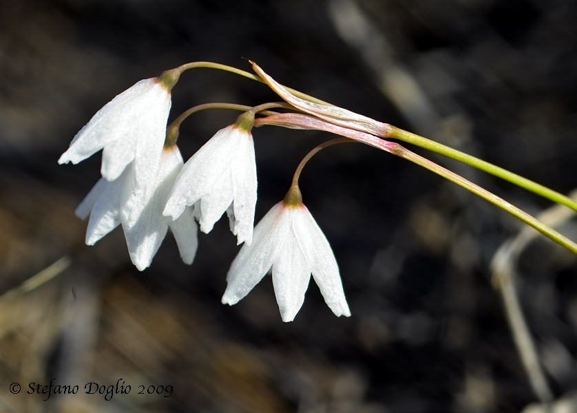 Acis autumnalis