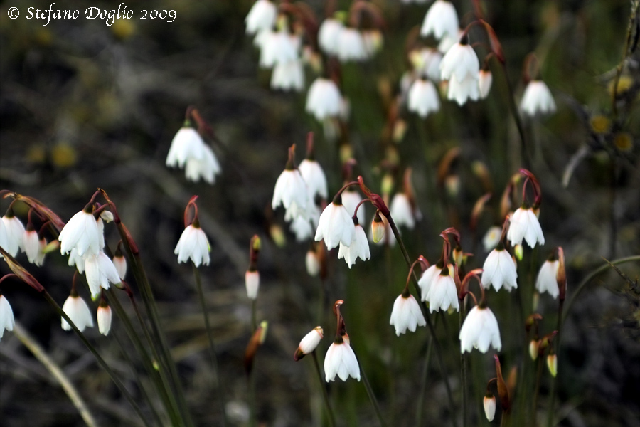 Acis autumnalis