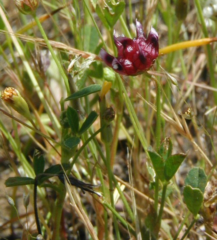 Trifolium depauperatum var. truncatum