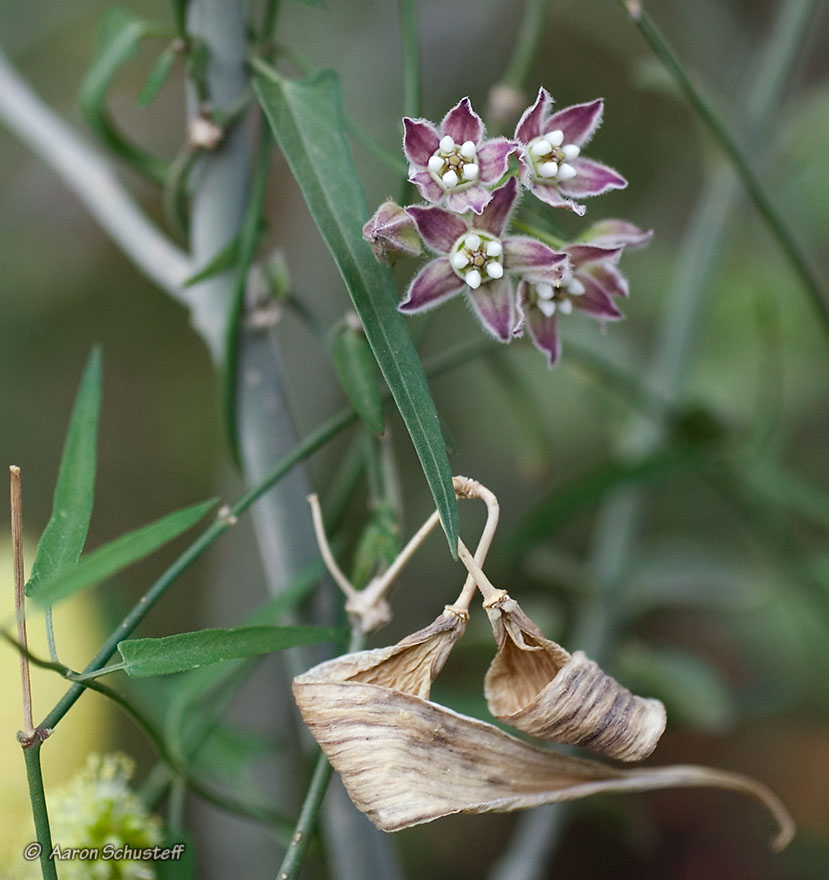 Funastrum cynanchoides