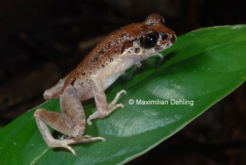 Leptobrachella picta Leptobrachella picta