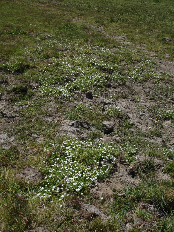 Plagiobothrys chorisianus var. hickmanii Plagiobothrys chorisianus var. hickmanii