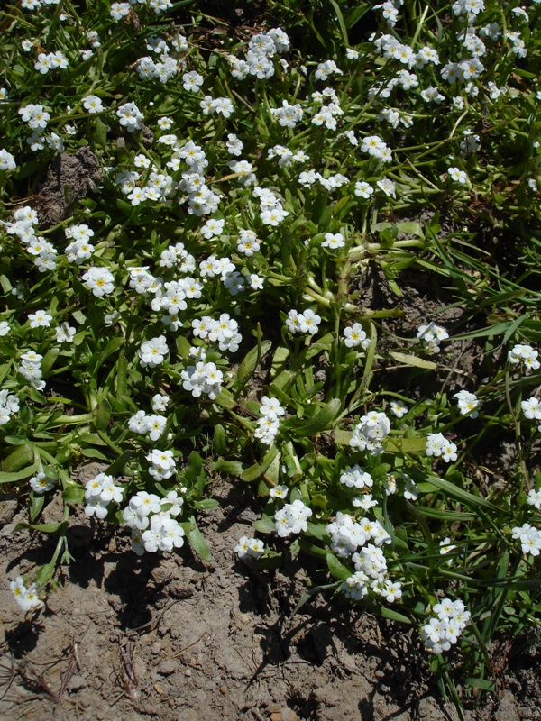 Plagiobothrys chorisianus var. chorisianus