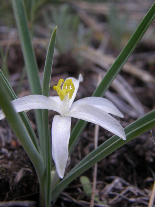 Leucocrinum montanum Leucocrinum montanum