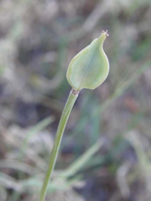 Calochortus longebarbatus var. longebarbatus Calochortus longebarbatus var. longebarbatus