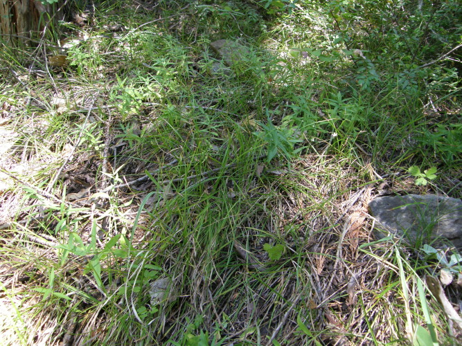 Carex geyeri Carex geyeri