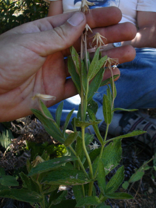 Arnica venosa Arnica venosa