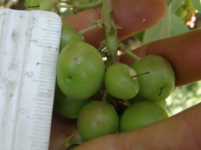 Arctostaphylos mewukka ssp. truei Arctostaphylos mewukka ssp. truei
