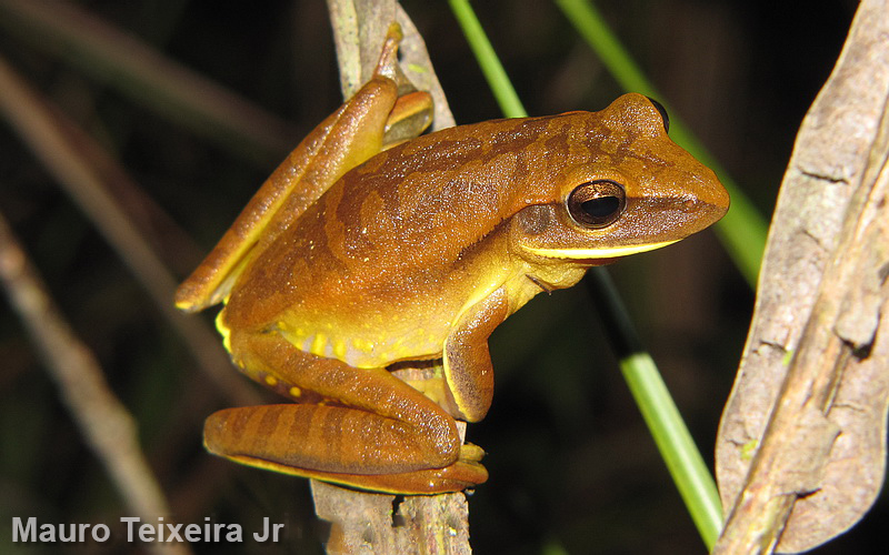 Boana albopunctata