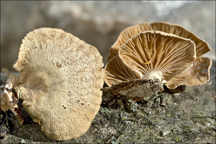 Panellus stipticus