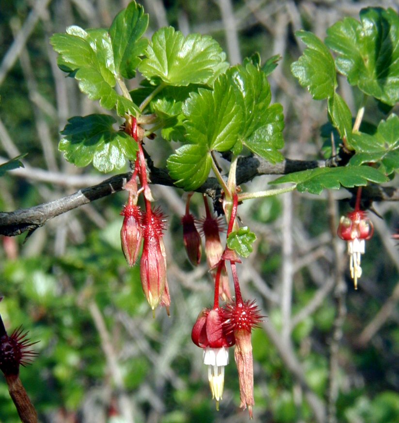 Ribes californicum var. californicum