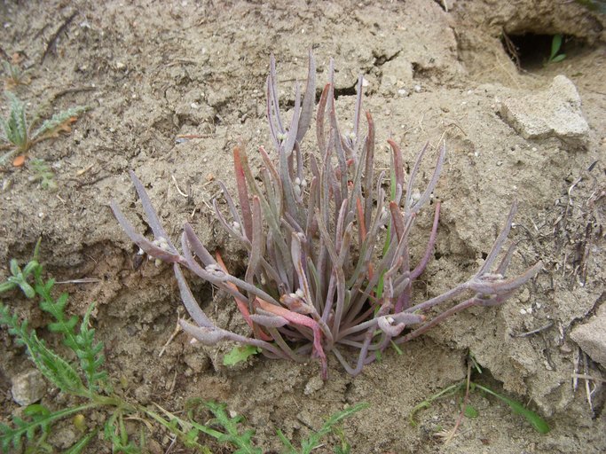 Claytonia parviflora ssp. viridis