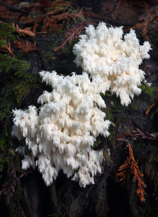Hericium ramosum Hericium ramosum
