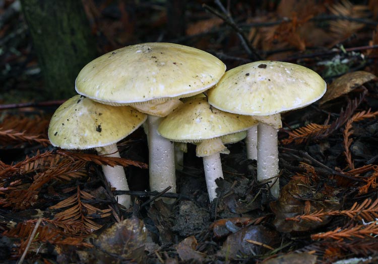Amanita phalloides Amanita phalloides