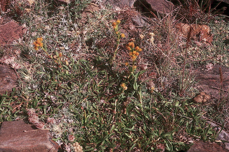 Solidago multiradiata