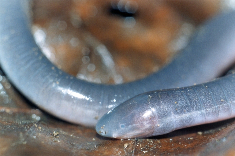 Dermophis occidentalis