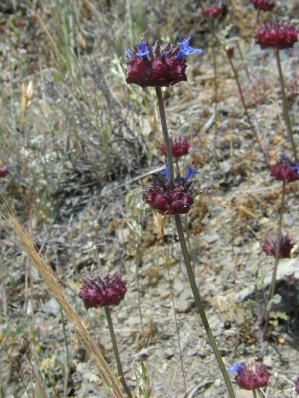 Salvia columbariae var. columbariae