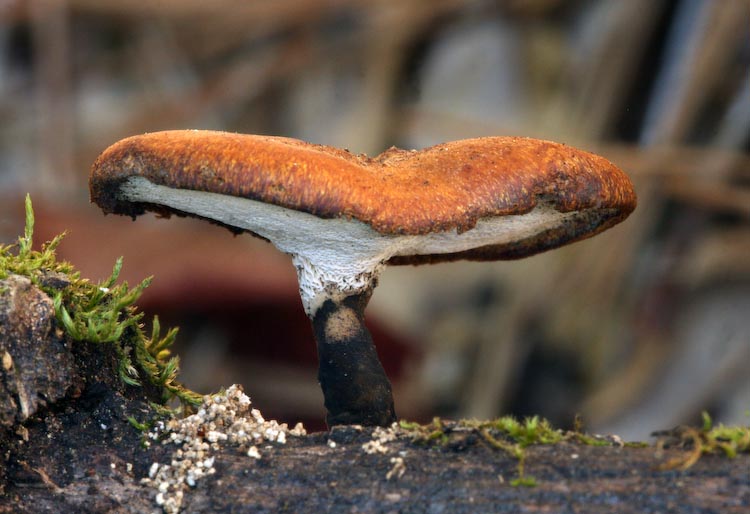 Polyporus elegans Polyporus elegans