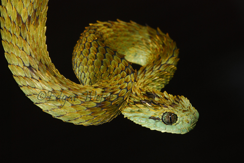 Buschviper Atheris hispida , Uganda, Africa