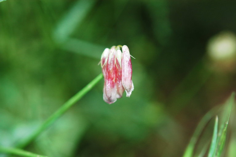Trifolium dedeckerae