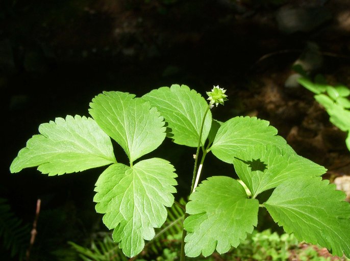 Anemone oregana Anemone oregana