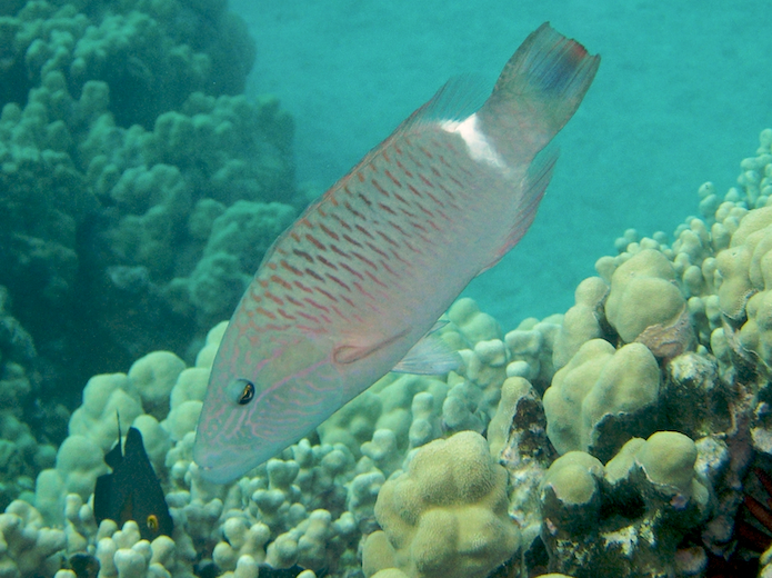 Oxycheilinus unifasciatus