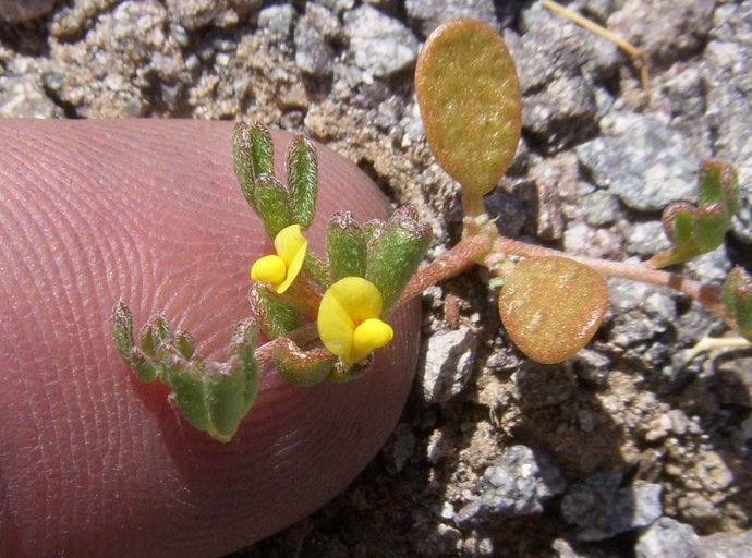 Lotus strigosus