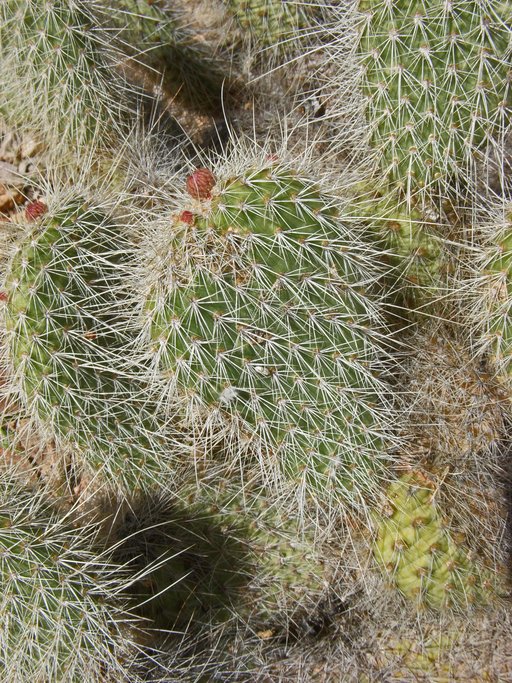 Opuntia erinacea Opuntia erinacea
