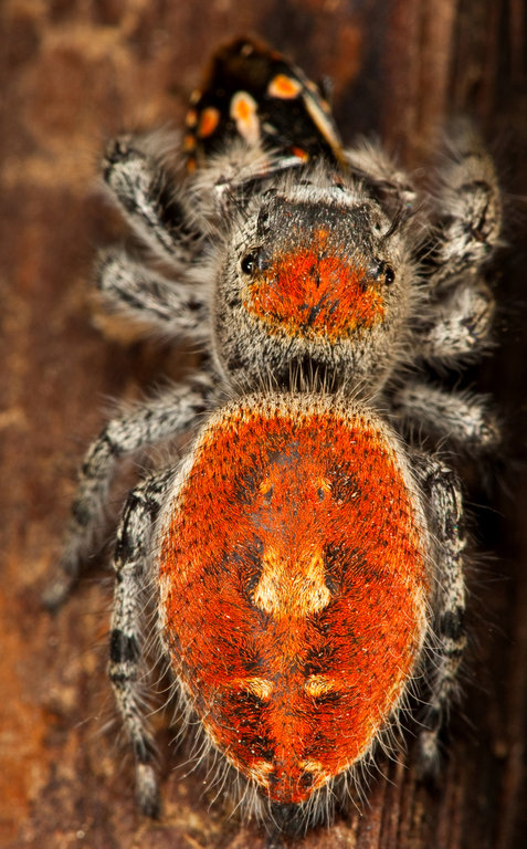 Phidippus adumbratus Phidippus adumbratus