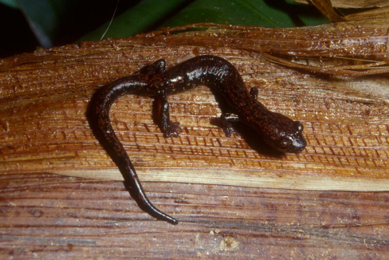 Bolitoglossa oaxacensis