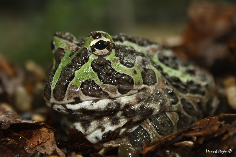 Ceratophrys stolzmanni Ceratophrys stolzmanni