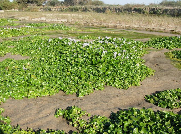 Eichhornia crassipes