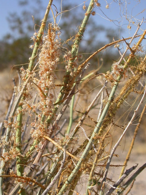 Cuscuta california var. apiculata