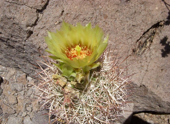Sclerocactus johnsonii