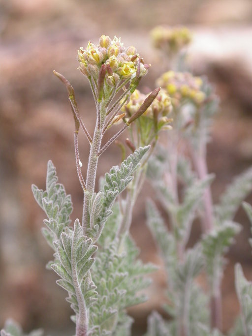 Descurainia pinnata ssp. glabra