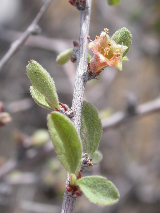 Prunus eremophila