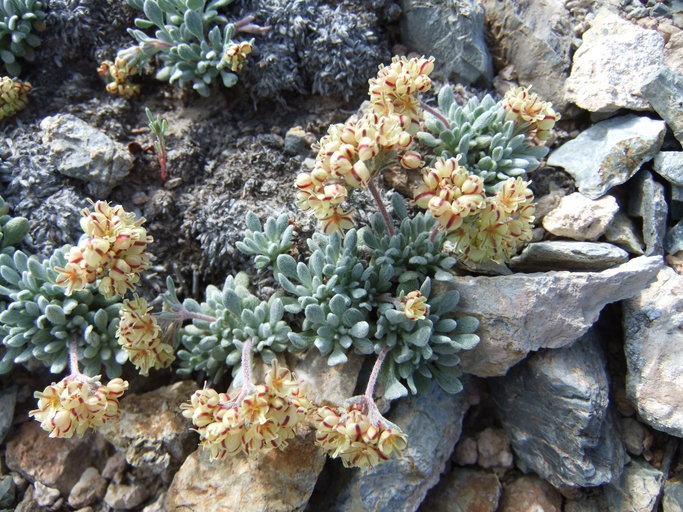 Eriogonum gilmanii